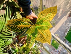 CROTON PETRA AMARILLO