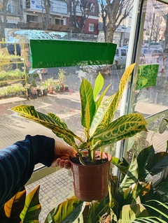 CROTON PETRA AMARILLO - comprar online