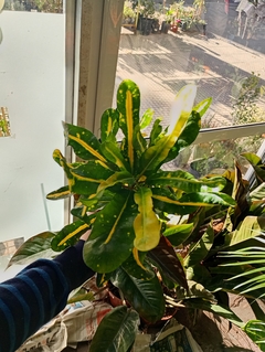 CROTON TIRABUZON AMARILLO