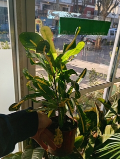CROTON TIRABUZON AMARILLO - comprar online