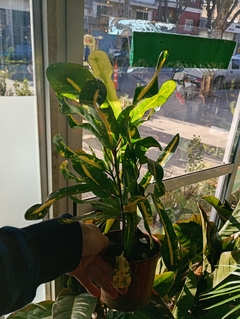 CROTON TIRABUZON AMARILLO en internet