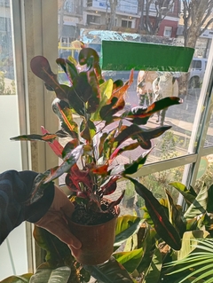 CROTON TIRABUZON ROJO - comprar online