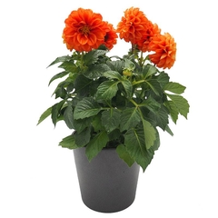 DALIA Dahlia
