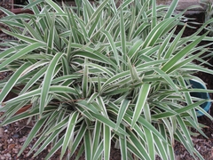 DIANELLA TASMANICA VARIEGATA