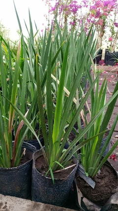 Dietes grandinflora