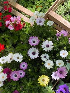 PLANTINES M12 FLORALES ( 2DA OPCION ) en internet