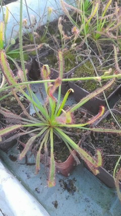 CARNIVORA DROSERA