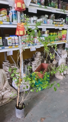 DURANTA ERECTA SP. E04