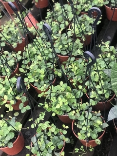 PEPEROMIA QUADRANGULARIS - comprar online