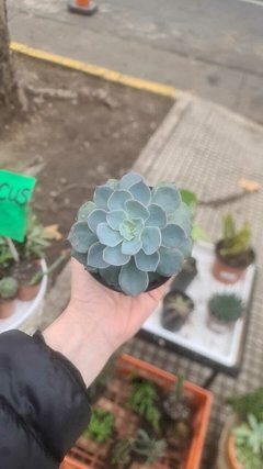 Echeveria desmetiana suculenta