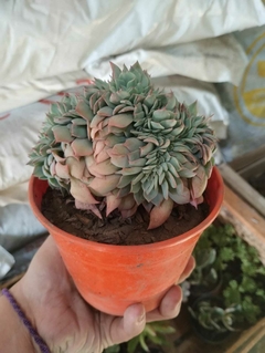 ECHEVERIA ELEGANS CRESTADA SUCULENTA en internet