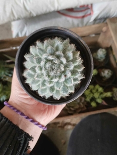 Echeveria setosa var. deminuta SUCULENTA