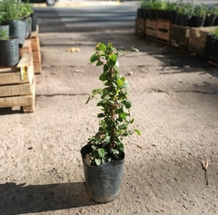ENAMORADA DEL MURO - comprar online