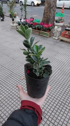 Euonymus fortunei