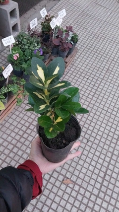 EUONYMUS J.AUREO V(E.SEMP.) - El Viverito
