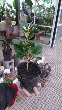 EUONYMUS J.AUREO V(E.SEMP.) en internet