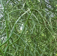 EUPHORBIA TIRUCALIS