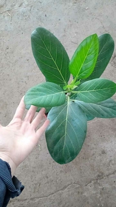 FICUS AUDREY en internet