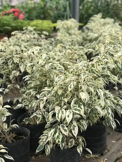 FICUS MATIZADO