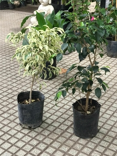 FICUS STARLIGHT (hawai) - comprar online
