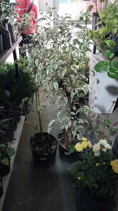 FICUS VARIOS - tienda online
