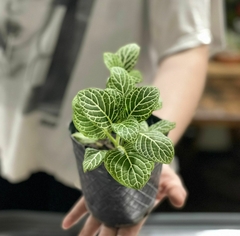 FITTONIA en internet