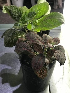 FITTONIA HOJA ANCHA / FINA M12