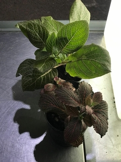 FITTONIA HOJA ANCHA / FINA M12 - comprar online