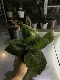 FITTONIA HOJA ANCHA / FINA M12 en internet