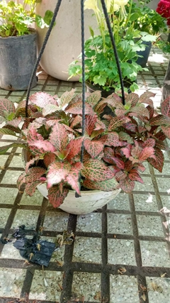 FITTONIA - comprar online