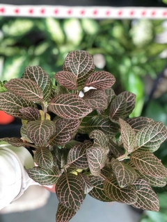 FITTONIA HOJA ANCHA / FINA M12 - El Viverito