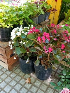 FLOR DE AZUCAR DOBLE