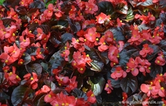 PLANTINES M12 FLORALES ( 2DA OPCION ) - El Viverito