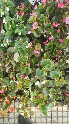 FLOR DE AZUCAR SIMPLE - comprar online