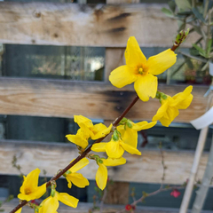 FORSYTHIA VIRIDISSIMA