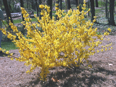 FORSYTHIA VIRIDISSIMA - comprar online