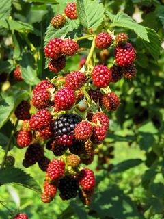 FRAMBUESA 4LTS - comprar online