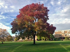 FRAXINUS ANGUST. RAYWOOD (fresno rojo)