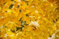FRAXINUS EXC. AUREA(FRESNO DORADO) - comprar online