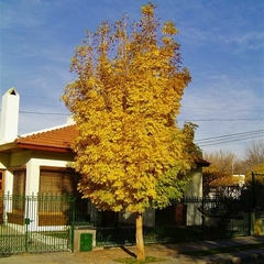 FRAXINUS EXC. AUREA(FRESNO DORADO)