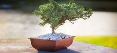 Imagen de MACETA BONSAI RECTANGULAR T.A PLASTIC