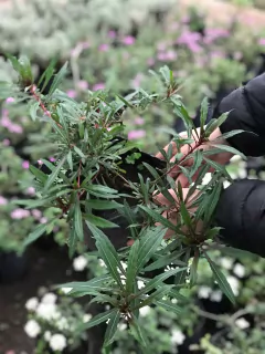 Gaura Rosa (Gaura lindheimeri)