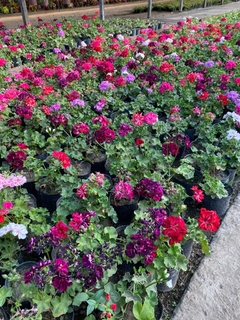 PLANTINES M12 - El Viverito