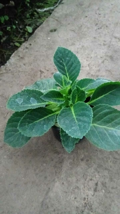 Gloxinia en internet