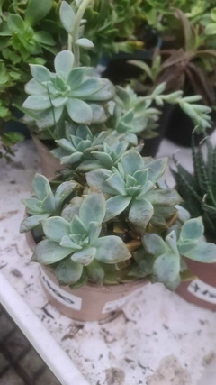 Graptopetalum paraguayense suculenta
