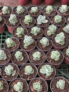 Graptoveria Lovely rose suculenta en internet