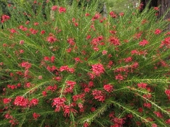 GREVILLEA ROSMARINIFOLIA