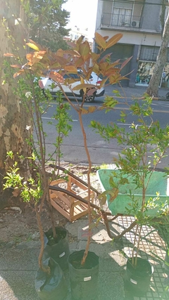 GUAYABO