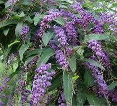 handerbergia - comprar online