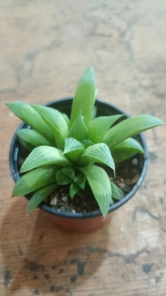 SUCULENTA Haworthia turgida